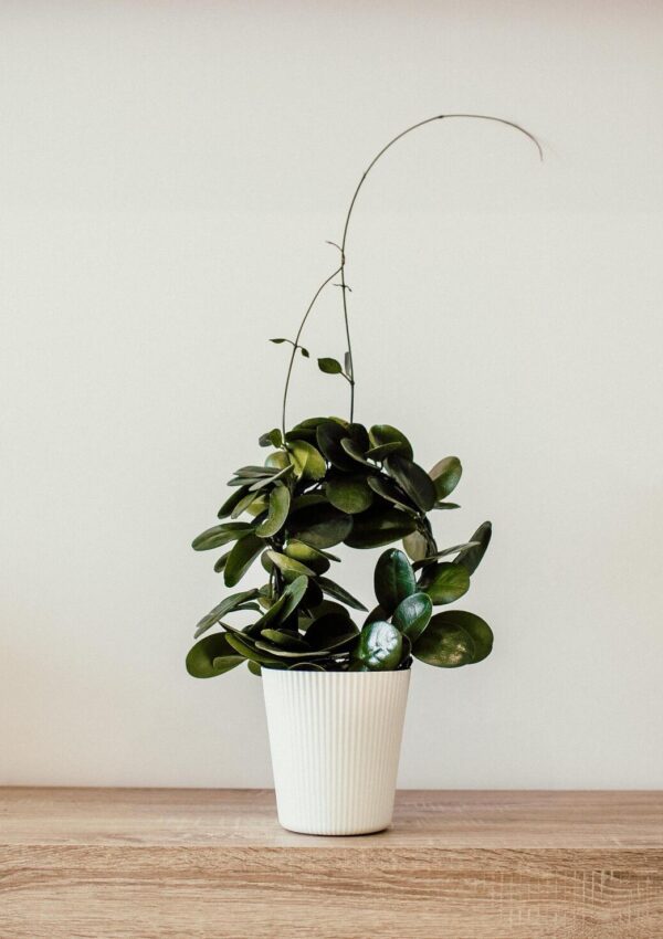 A plant on a wooden desk against a white background that represents minimalist living.