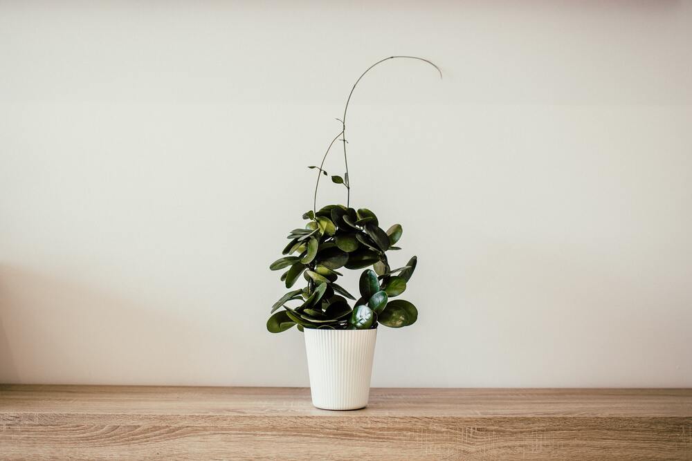 A plant on a wooden desk against a white background that represents minimalist living. 