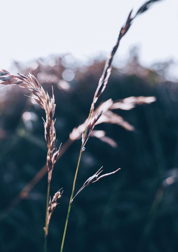 a relaxing image of prairie grass that symbolizes slow living