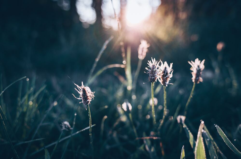 a relaxing image of prairie grass that symbolizes slow living