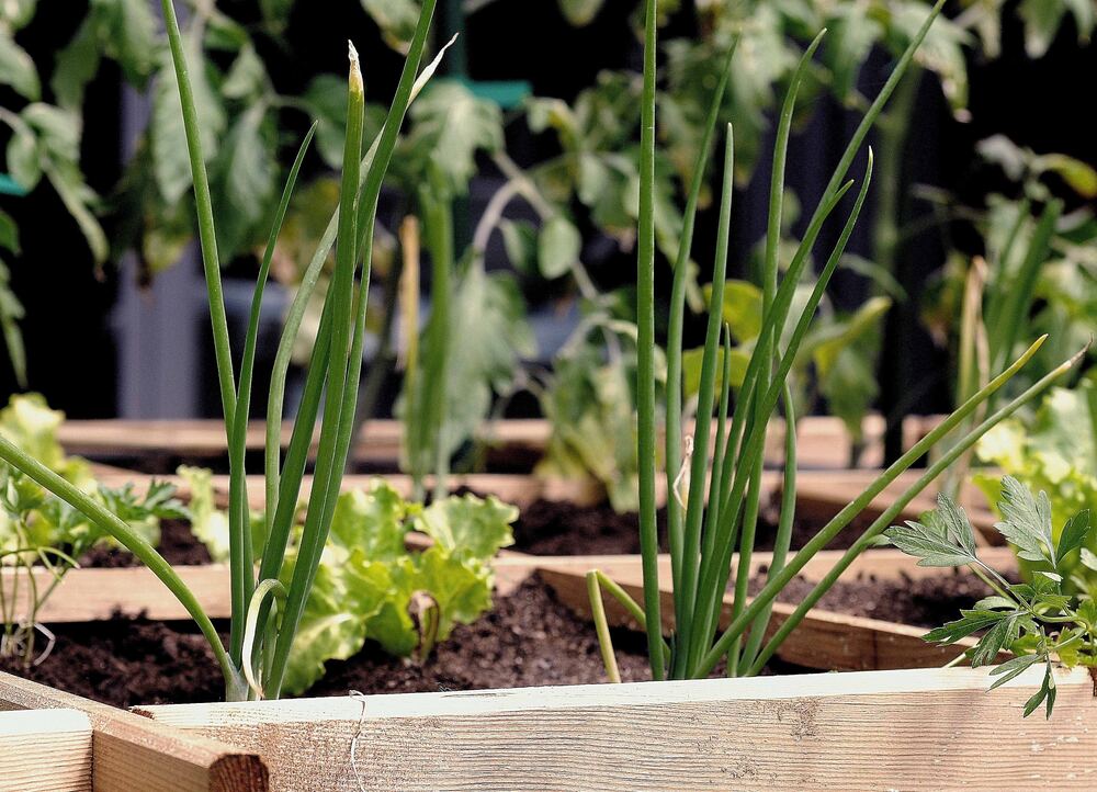 a close up image of a raised bed garden that represent a tip for how to budget money