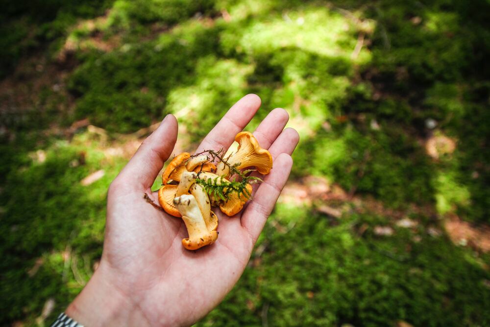 An image of a hand holding mushrooms that represents learning to forage which is one of many unusual frugal tips shared in this blog post.