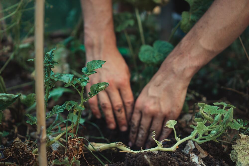 An image of hands planting something in a garden which represents planting perennial vegetables which is one of many unusual frugal tips shared in this blog post.