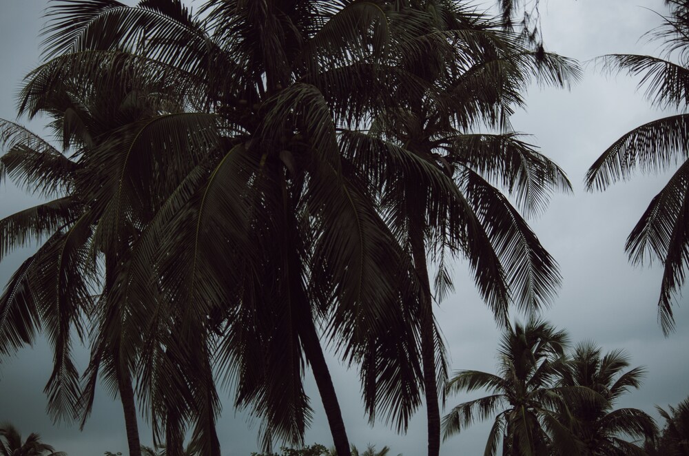 A close up image of palm trees in a tropical storm